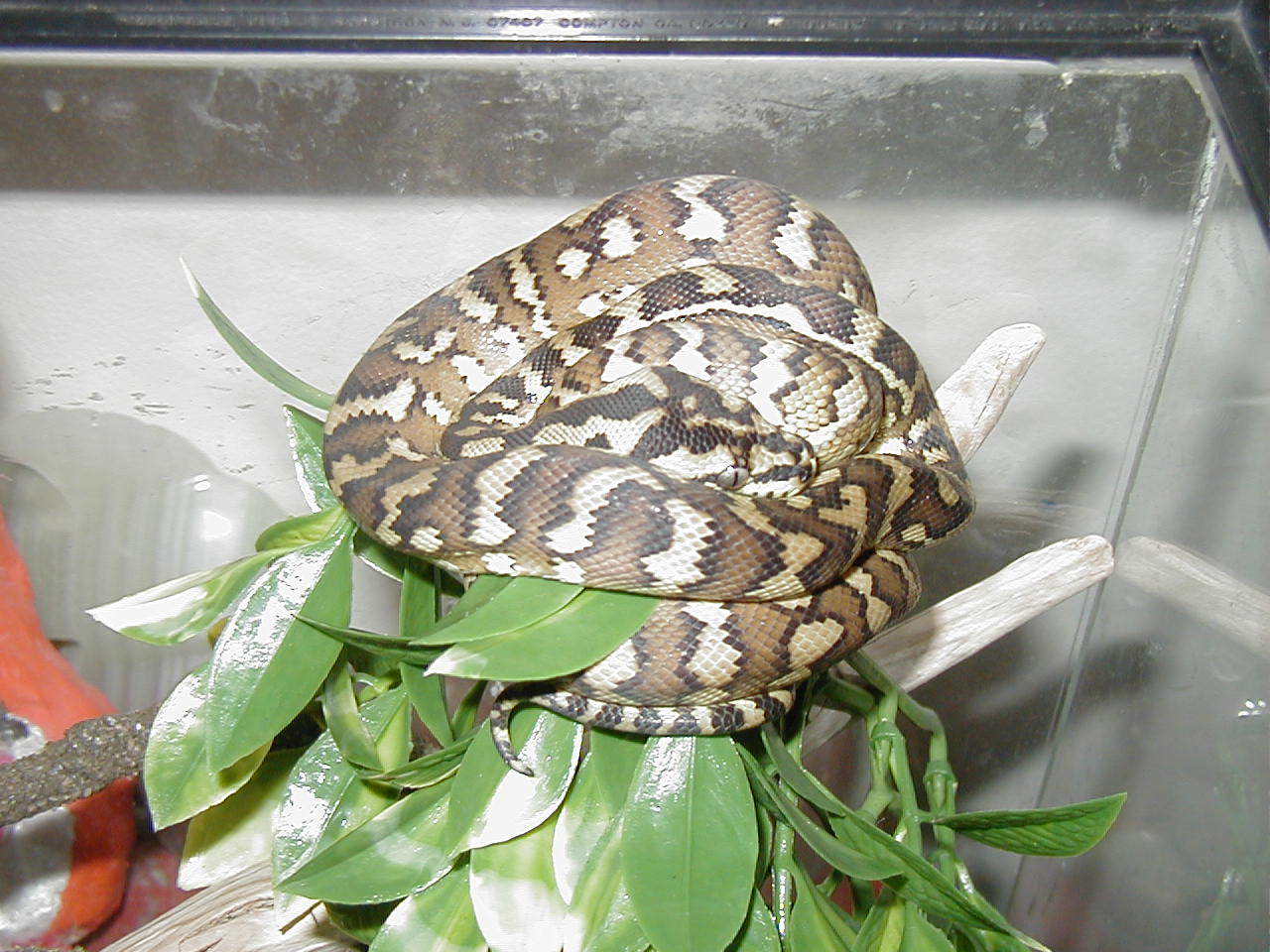 Male Coastal Carpet Python